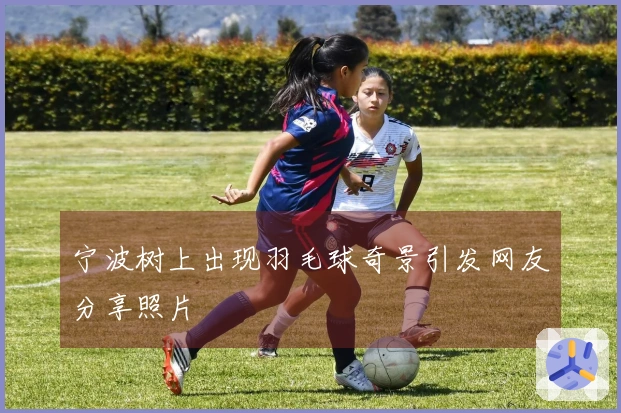 宁波树上出现羽毛球奇景引发网友分享照片